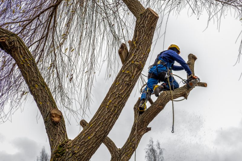 Tree Trimming Equipment