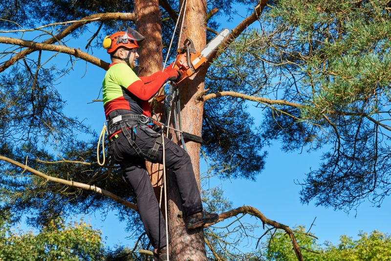 Climbing Tree for Trimming