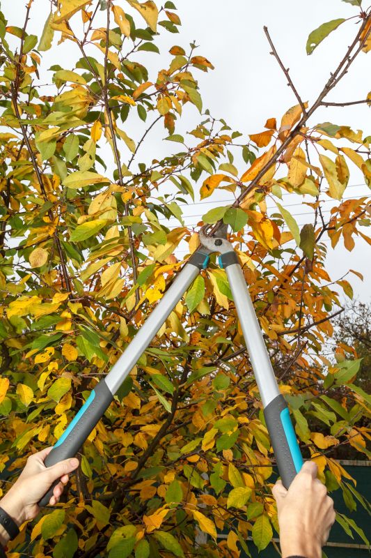 Tree Pruning Tools