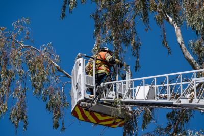 Safe Tree Climbing
