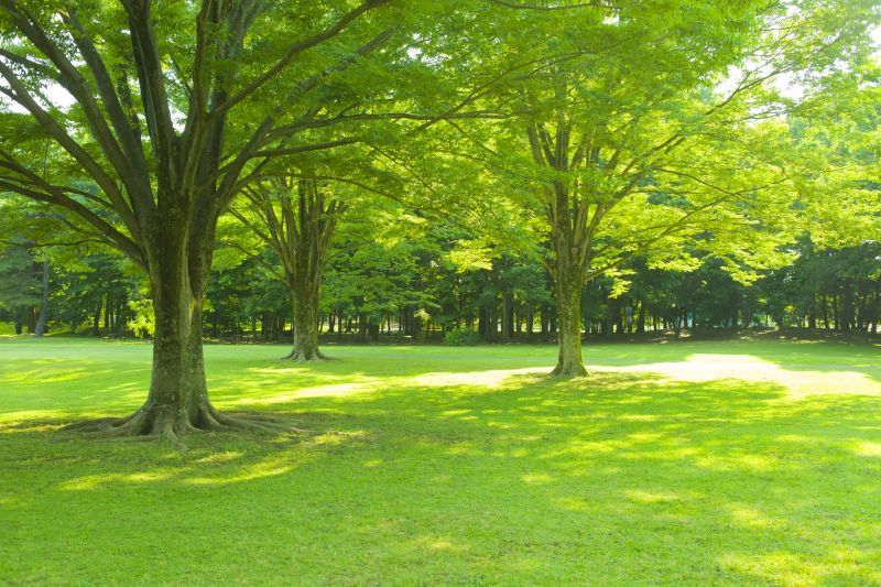 Tree with Clear Canopy