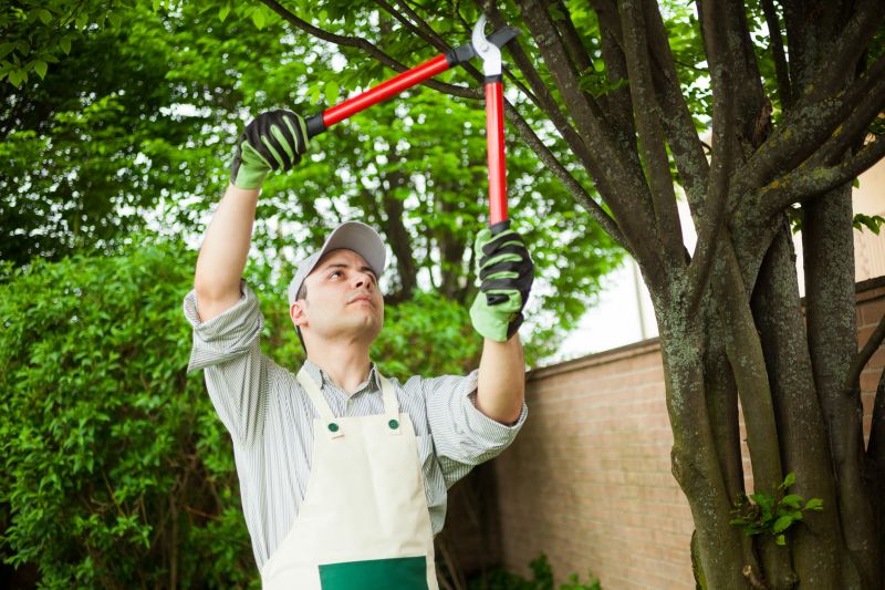Tree Trimming in Queen Creek