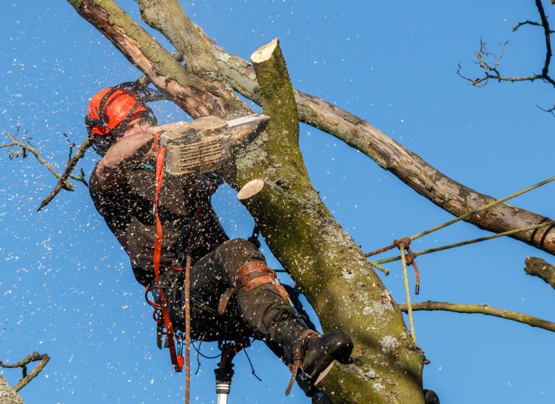 Safety Gear for Tree Trimming